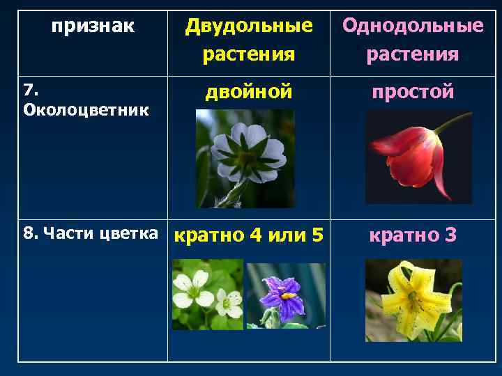 признак 7. Околоцветник Двудольные растения Однодольные растения двойной простой 8. Части цветка кратно 4