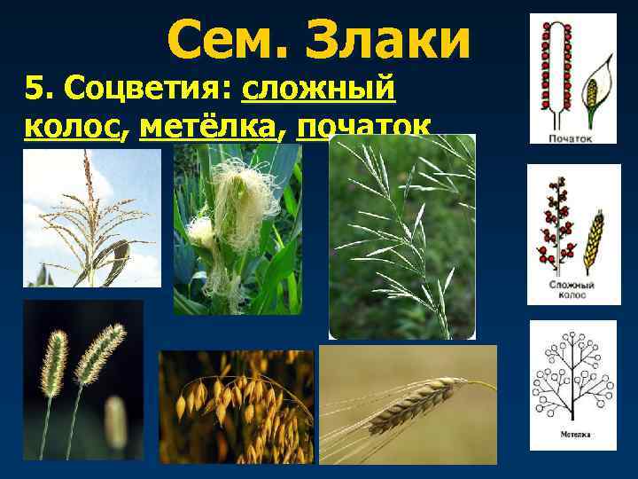 Сем. Злаки 5. Соцветия: сложный колос, метёлка, початок 