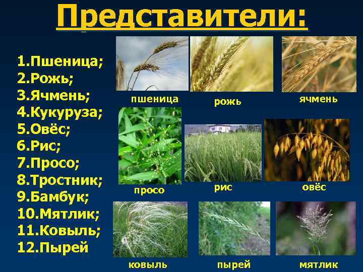 Представители: 1. Пшеница; 2. Рожь; 3. Ячмень; 4. Кукуруза; 5. Овёс; 6. Рис; 7.