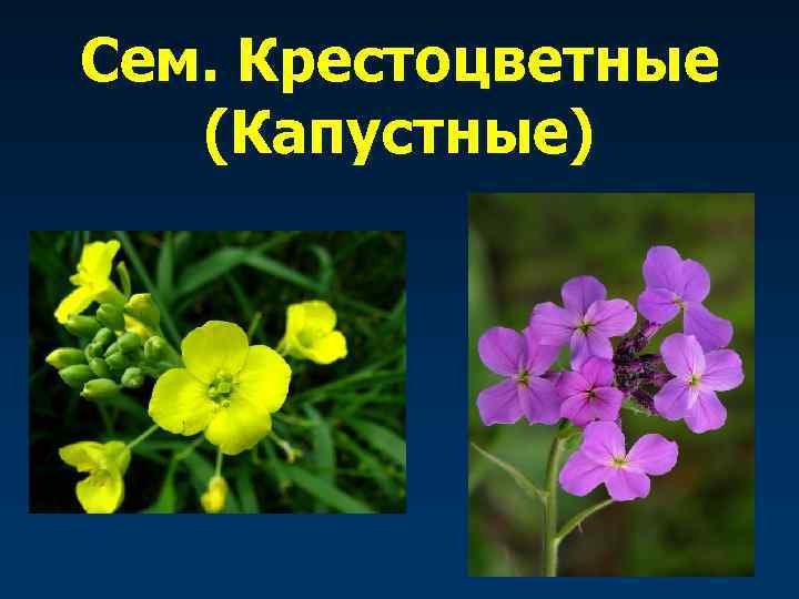 Сем. Крестоцветные (Капустные) 