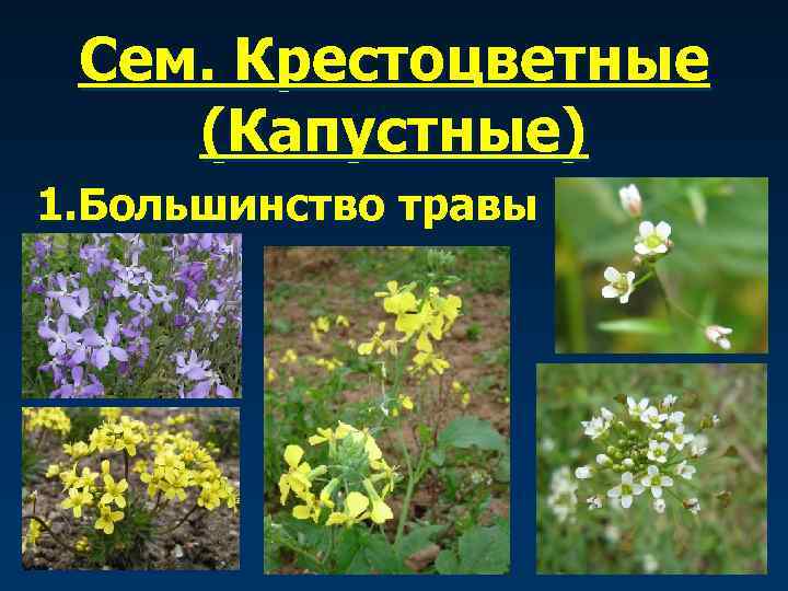 Сем. Крестоцветные (Капустные) 1. Большинство травы 
