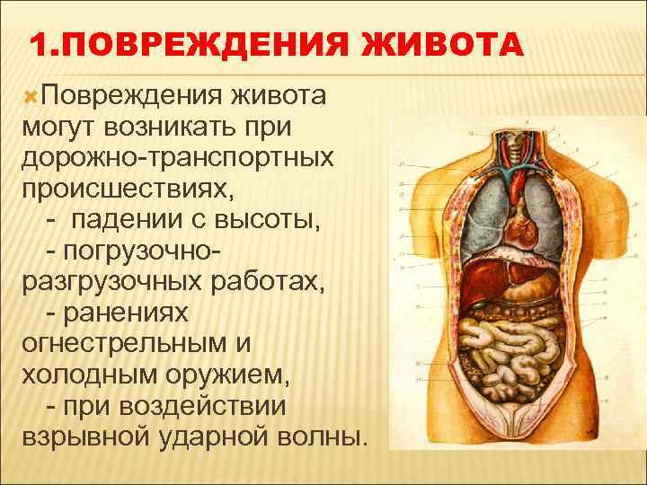 1. ПОВРЕЖДЕНИЯ ЖИВОТА Повреждения живота могут возникать при дорожно-транспортных происшествиях, - падении с высоты,
