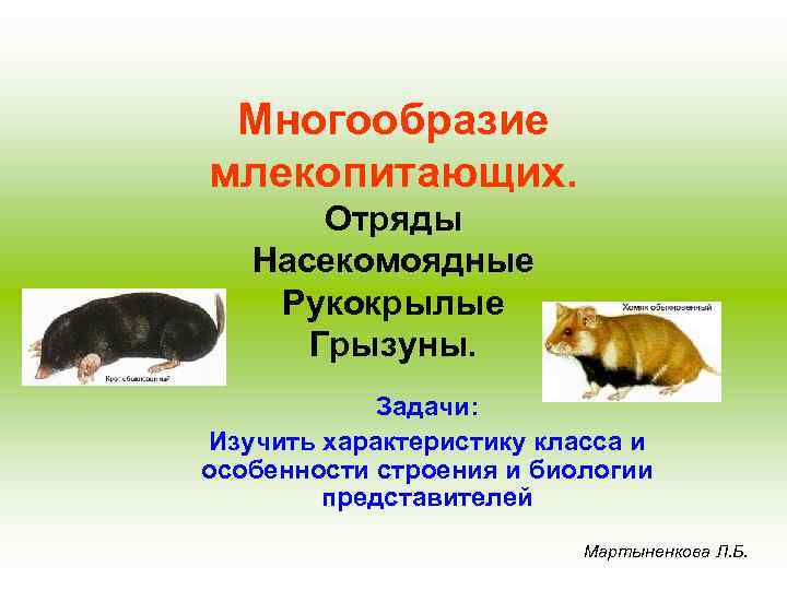 Многообразие млекопитающих. Отряды Насекомоядные Рукокрылые Грызуны. Задачи: Изучить характеристику класса и особенности строения и