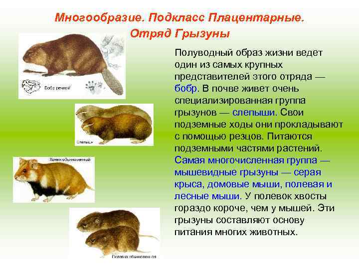 Многообразие. Подкласс Плацентарные. Отряд Грызуны Полуводный образ жизни ведет один из самых крупных представителей