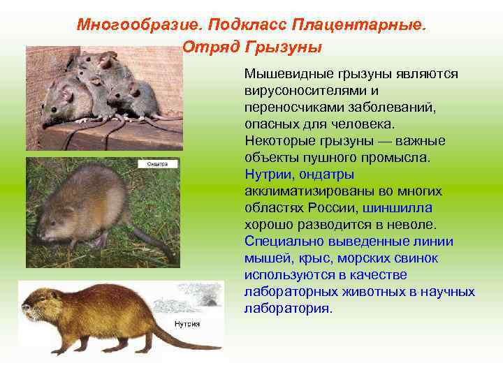 Многообразие. Подкласс Плацентарные. Отряд Грызуны Мышевидные грызуны являются вирусоносителями и переносчиками заболеваний, опасных для