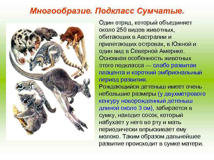Многообразие. Подкласс Сумчатые. Один отряд, который объединяет около 250 видов животных, обитающих в Австралии