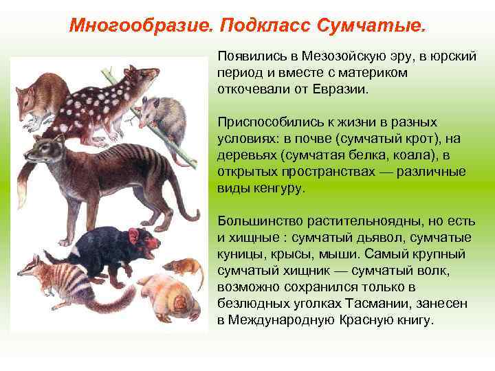 Многообразие. Подкласс Сумчатые. Появились в Мезозойскую эру, в юрский период и вместе с материком