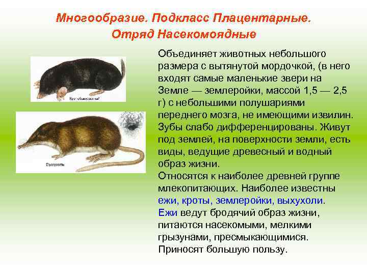 Многообразие. Подкласс Плацентарные. Отряд Насекомоядные Объединяет животных небольшого размера с вытянутой мордочкой, (в него