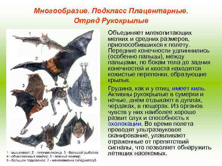 Многообразие. Подкласс Плацентарные. Отряд Рукокрылые Объединяет млекопитающих мелких и средних размеров, приспособившихся к полету.