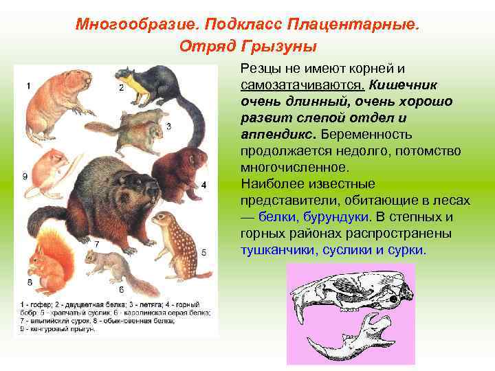 Многообразие. Подкласс Плацентарные. Отряд Грызуны Резцы не имеют корней и самозатачиваются. Кишечник очень длинный,