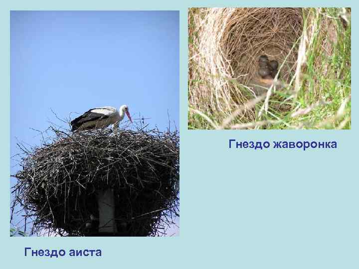 Гнездо жаворонка Гнездо аиста 