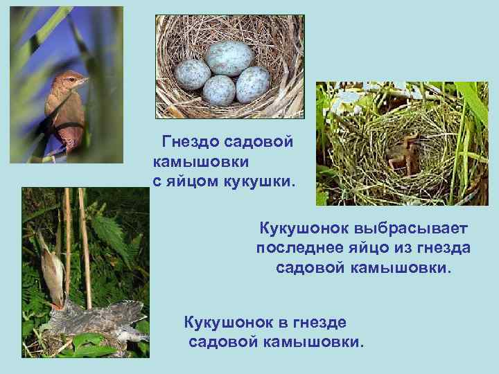 Гнездо садовой камышовки с яйцом кукушки. Кукушонок выбрасывает последнее яйцо из гнезда садовой камышовки.