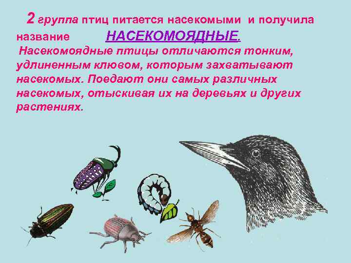 2 группа птиц питается насекомыми и получила название НАСЕКОМОЯДНЫЕ. Насекомоядные птицы отличаются тонким, удлиненным