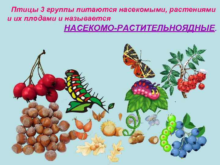 Птицы 3 группы питаются насекомыми, растениями и их плодами и называется НАСЕКОМО-РАСТИТЕЛЬНОЯДНЫЕ. 