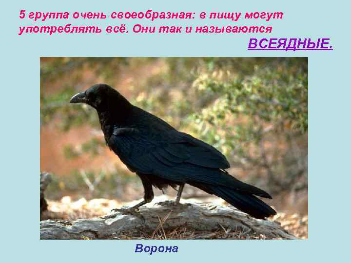 5 группа очень своеобразная: в пищу могут употреблять всё. Они так и называются ВСЕЯДНЫЕ.