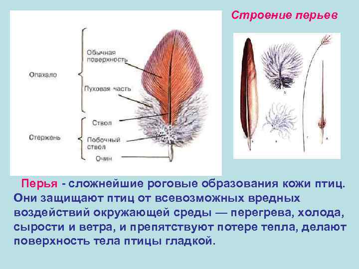 Строение перьев Перья - сложнейшие роговые образования кожи птиц. Они защищают птиц от всевозможных