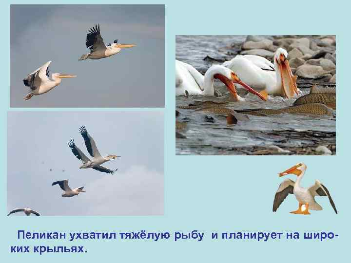 Пеликан ухватил тяжёлую рыбу и планирует на широких крыльях. 