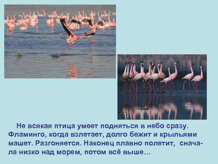 Не всякая птица умеет подняться в небо сразу. Фламинго, когда взлетает, долго бежит и