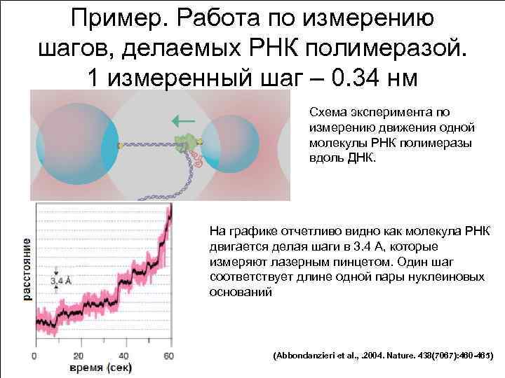 Пример. Работа по измерению шагов, делаемых РНК полимеразой. 1 измеренный шаг – 0. 34