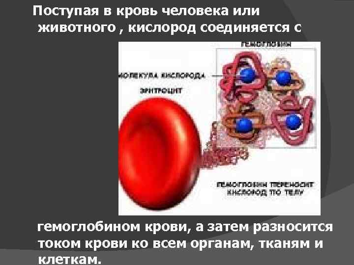 Поступая в кровь человека или животного , кислород соединяется с гемоглобином крови, а затем