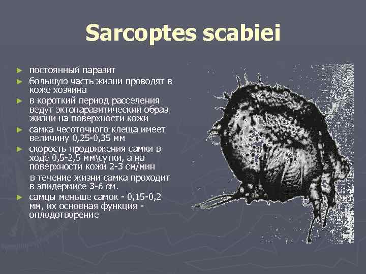 Sarcoptes scabiei ► ► ► постоянный паразит большую часть жизни проводят в коже хозяина
