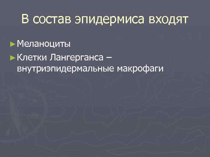 В состав эпидермиса входят ► Меланоциты ► Клетки Лангерганса – внутриэпидермальные макрофаги 