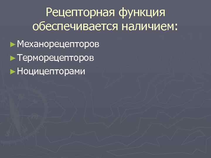 Рецепторная функция обеспечивается наличием: ► Механорецепторов ► Терморецепторов ► Ноцицепторами 