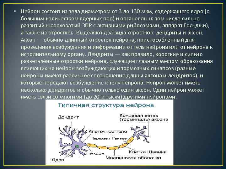  • Нейрон состоит из тела диаметром от 3 до 130 мкм, содержащего ядро