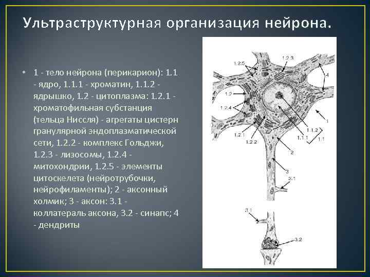 Ультраструктурная организация нейрона. • 1 - тело нейрона (перикарион): 1. 1 - ядро, 1.