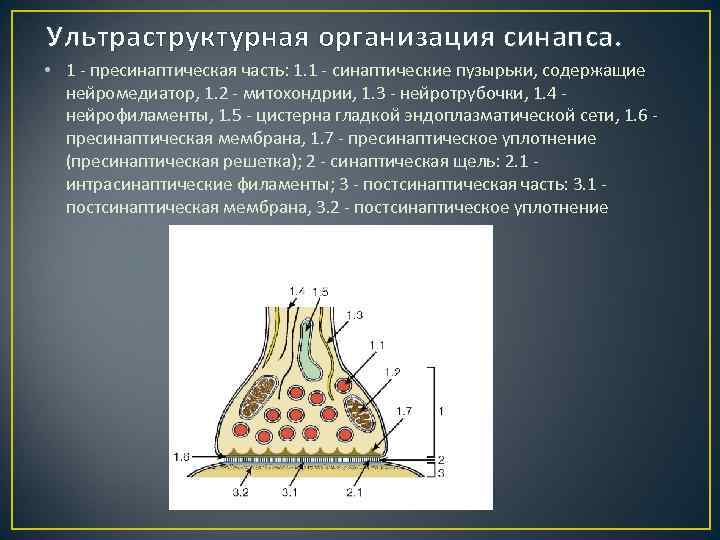 Ультраструктурная организация синапса. • 1 - пресинаптическая часть: 1. 1 - синаптические пузырьки, содержащие