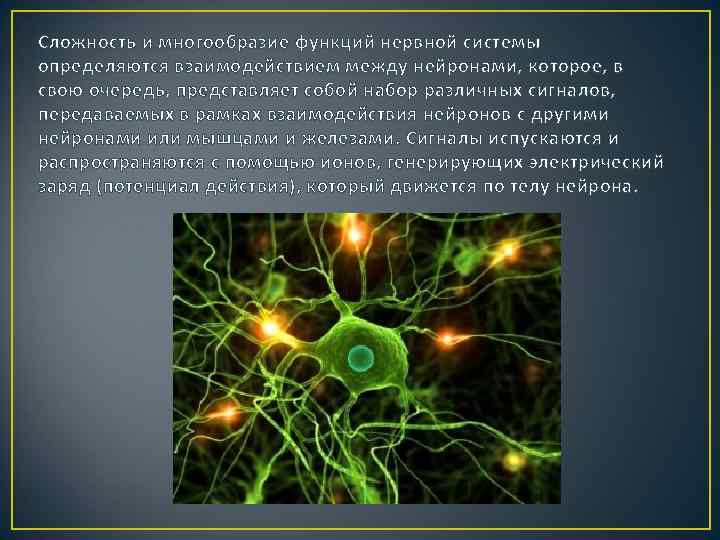 Сложность и многообразие функций нервной системы определяются взаимодействием между нейронами, которое, в свою очередь,