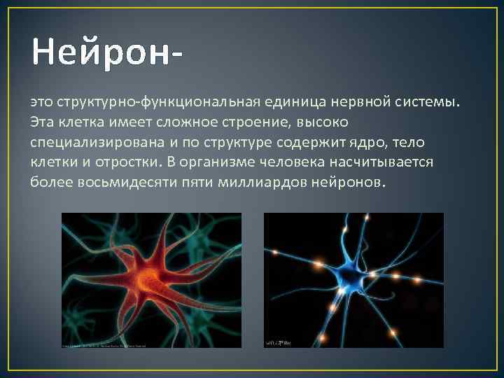 Нейронэто структурно-функциональная единица нервной системы. Эта клетка имеет сложное строение, высоко специализирована и по