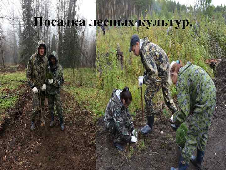 Посадка лесных культур. 