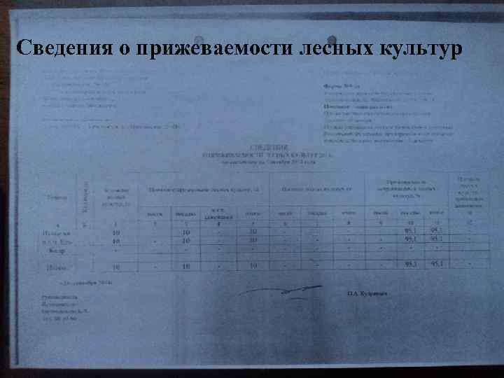 Сведения о прижеваемости лесных культур 