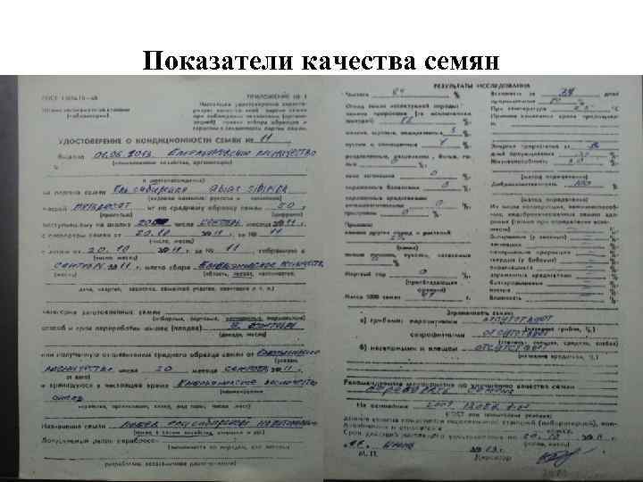 Показатели качества семян 