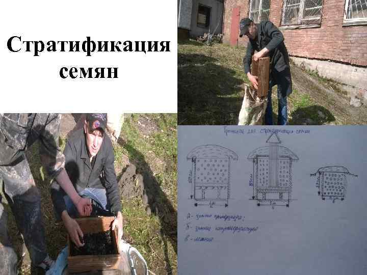 Стратификация семян 