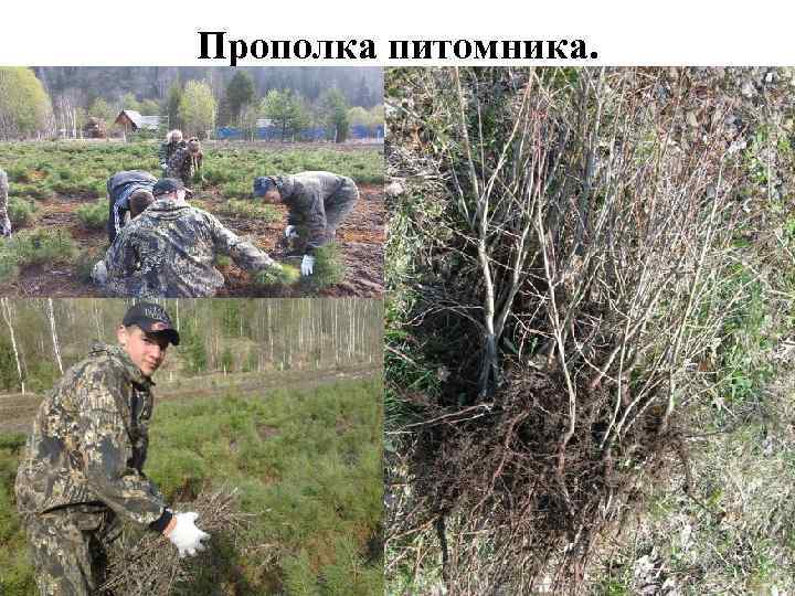 Прополка питомника. 