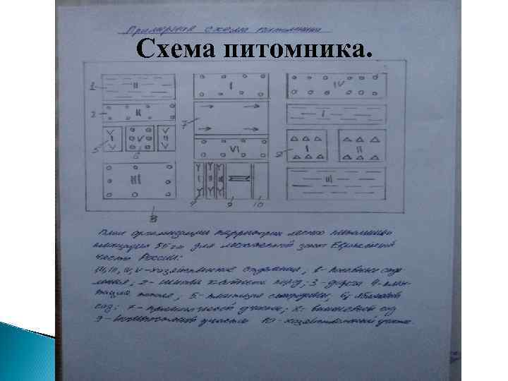 План схема питомника для собак