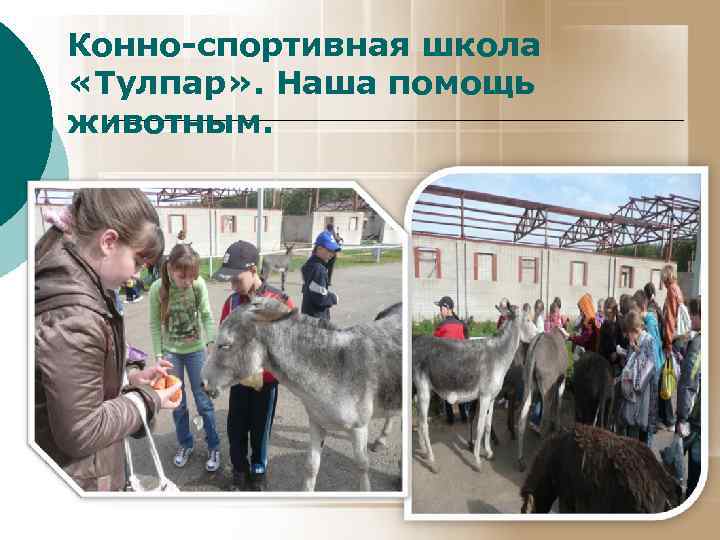 Конно-спортивная школа «Тулпар» . Наша помощь животным. 