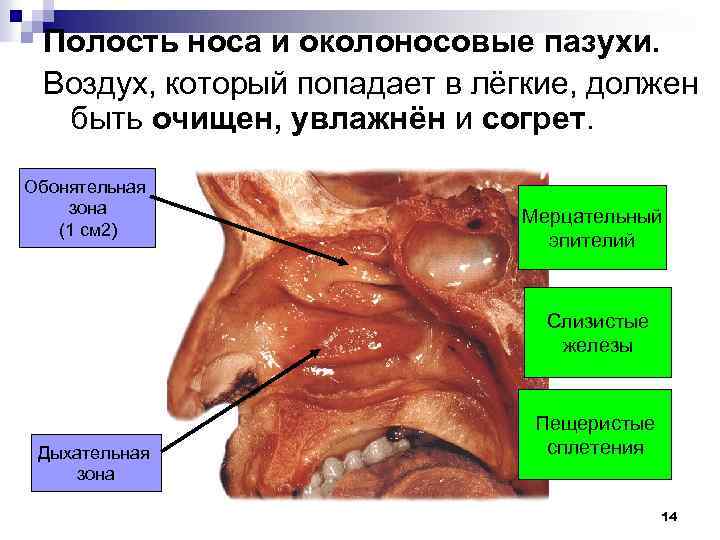 Полость носа и околоносовые пазухи. Воздух, который попадает в лёгкие, должен быть очищен, увлажнён