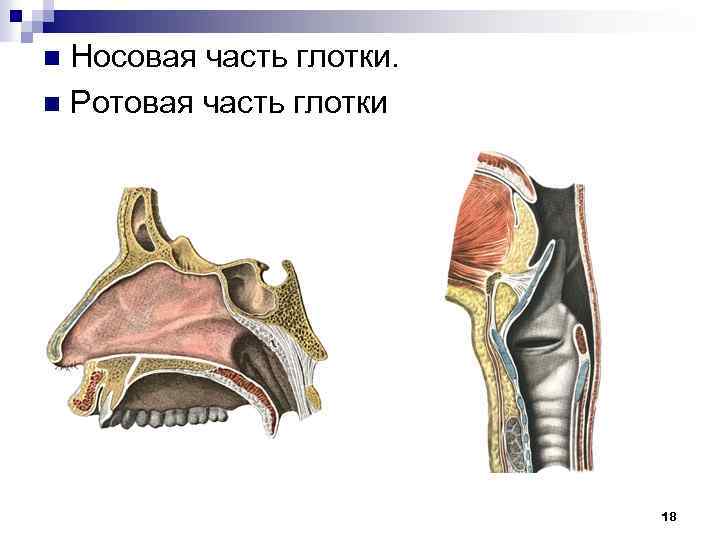 Носовая часть глотки. n Ротовая часть глотки n 18 