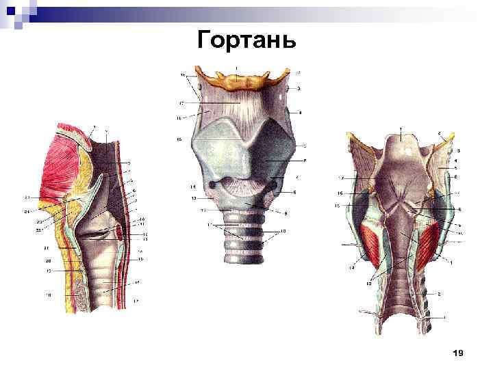 Гортань 19 