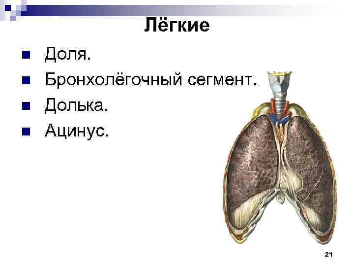 Лёгкие n n Доля. Бронхолёгочный сегмент. Долька. Ацинус. 21 
