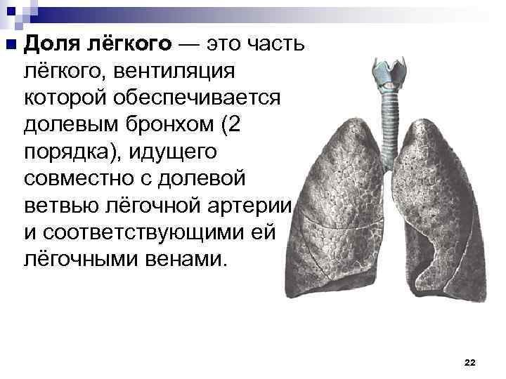 n Доля лёгкого ― это часть лёгкого, вентиляция которой обеспечивается долевым бронхом (2 порядка),