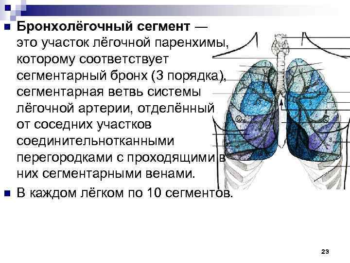 n n Бронхолёгочный сегмент ― это участок лёгочной паренхимы, которому соответствует сегментарный бронх (3