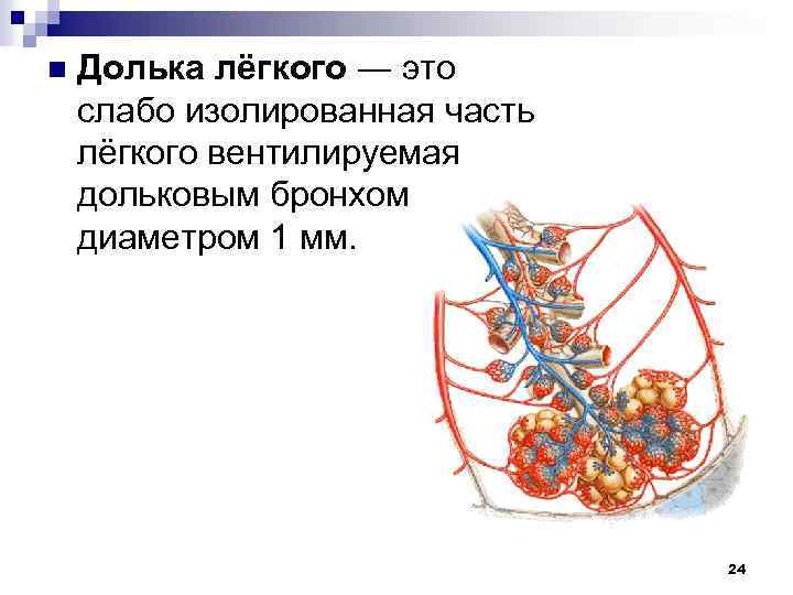 n Долька лёгкого ― это слабо изолированная часть лёгкого вентилируемая дольковым бронхом диаметром 1