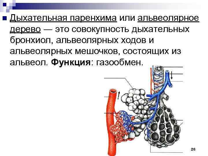 n Дыхательная паренхима или альвеолярное дерево ― это совокупность дыхательных бронхиол, альвеолярных ходов и
