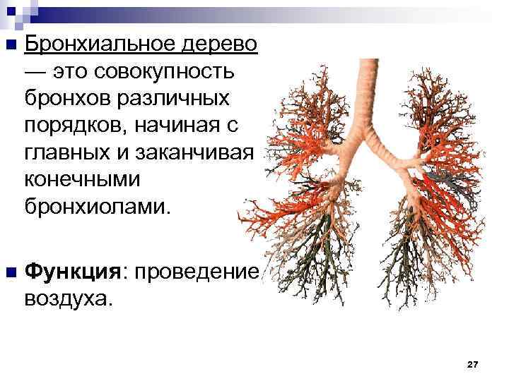 n Бронхиальное дерево ― это совокупность бронхов различных порядков, начиная с главных и заканчивая