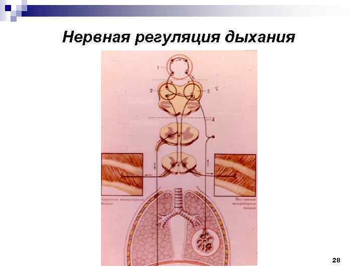 Нервная регуляция дыхания 28 
