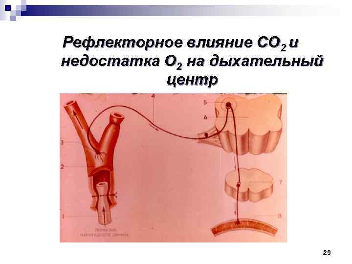 Рефлекторное влияние СО 2 и недостатка О 2 на дыхательный центр 29 